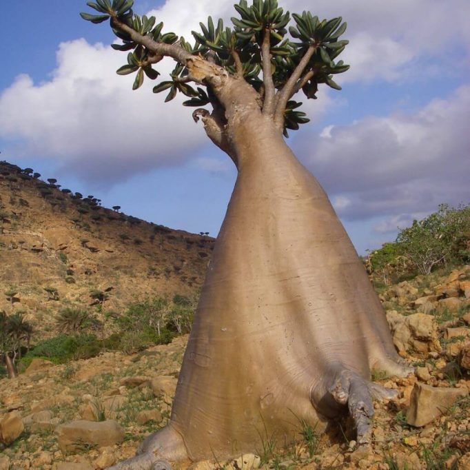Desert-Rose-or-Bottle-Tree-Socotra Desert-Rose-or-Bottle-Tree-Socotra