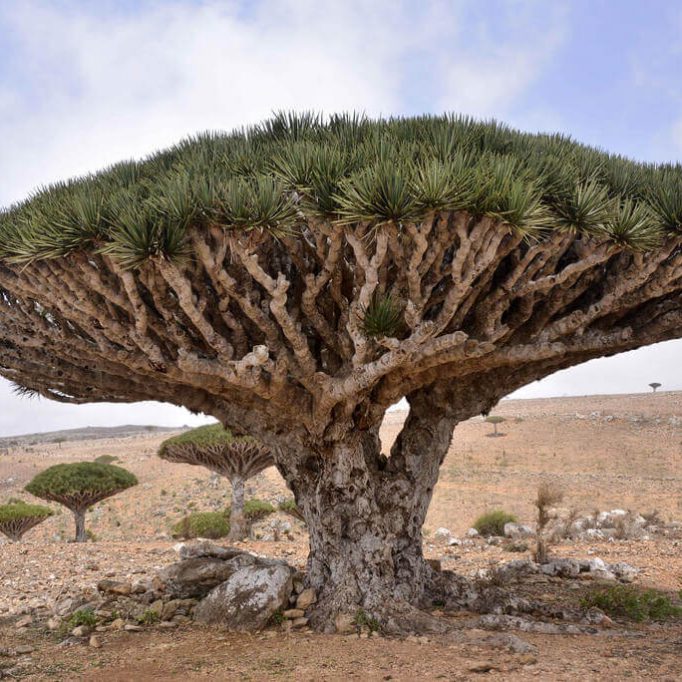 Dragon’s Blood Tree, Socotra Dragon's Blood Tree, Socotra
